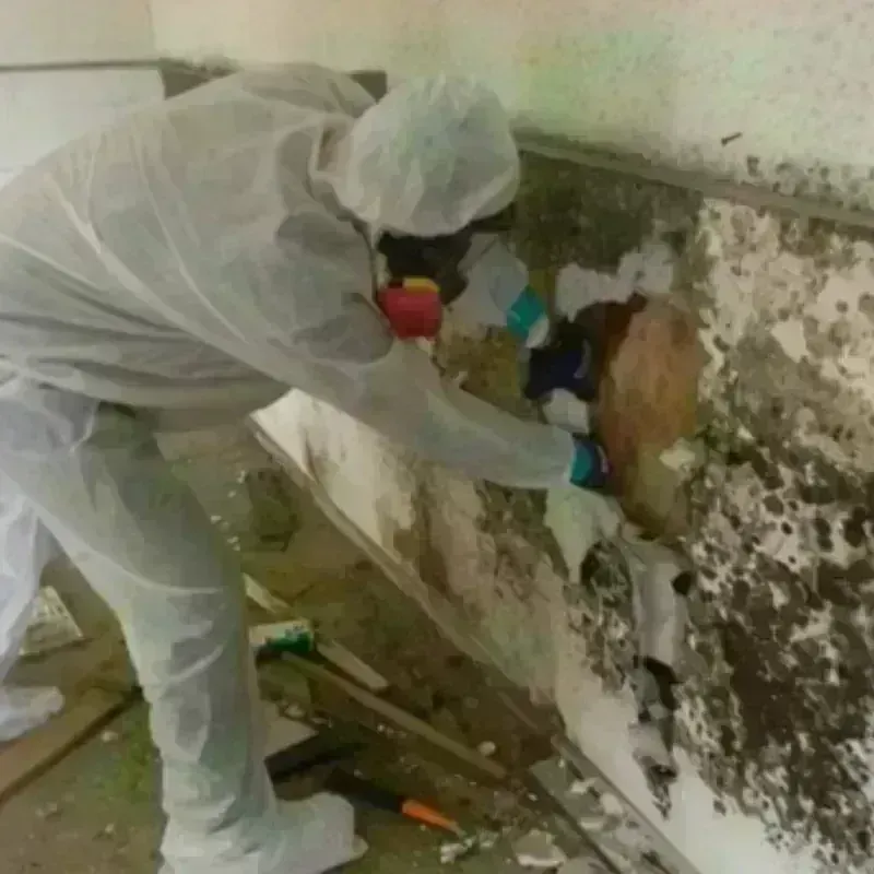 Mold Remediation and Removal in Erwin, TN